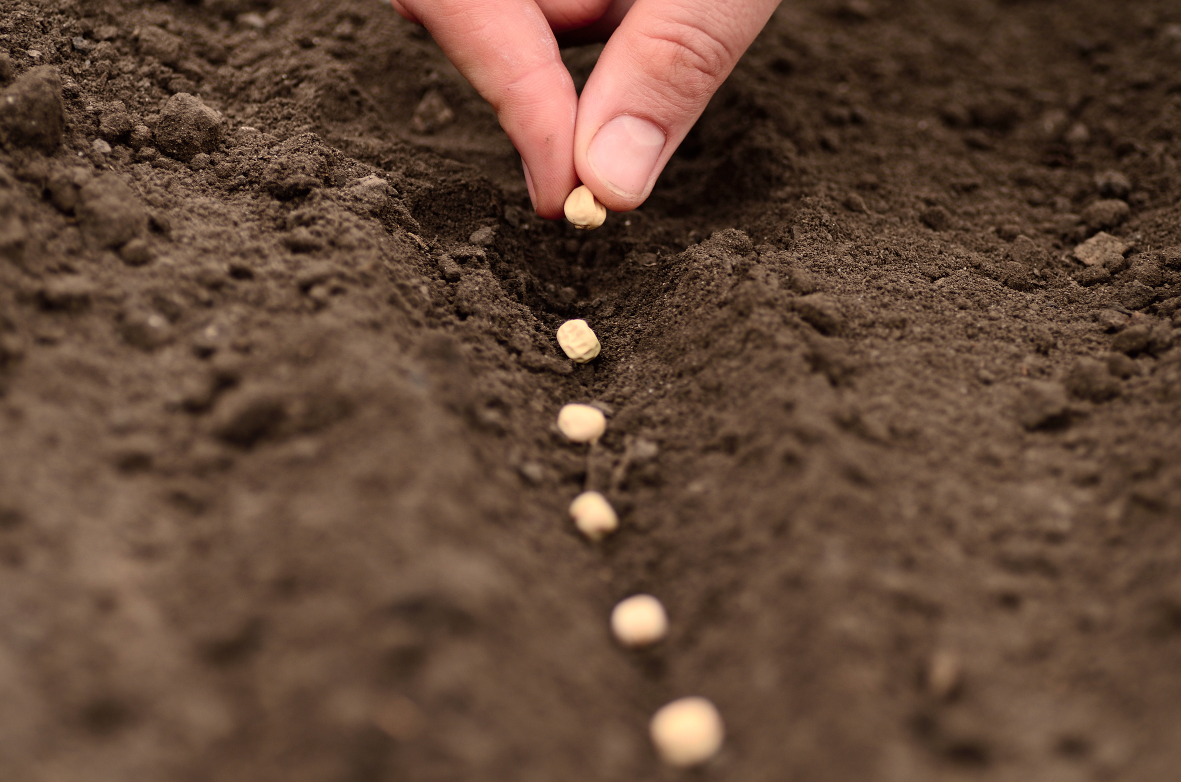 sow Samen wird per Hand in Rille gelegt