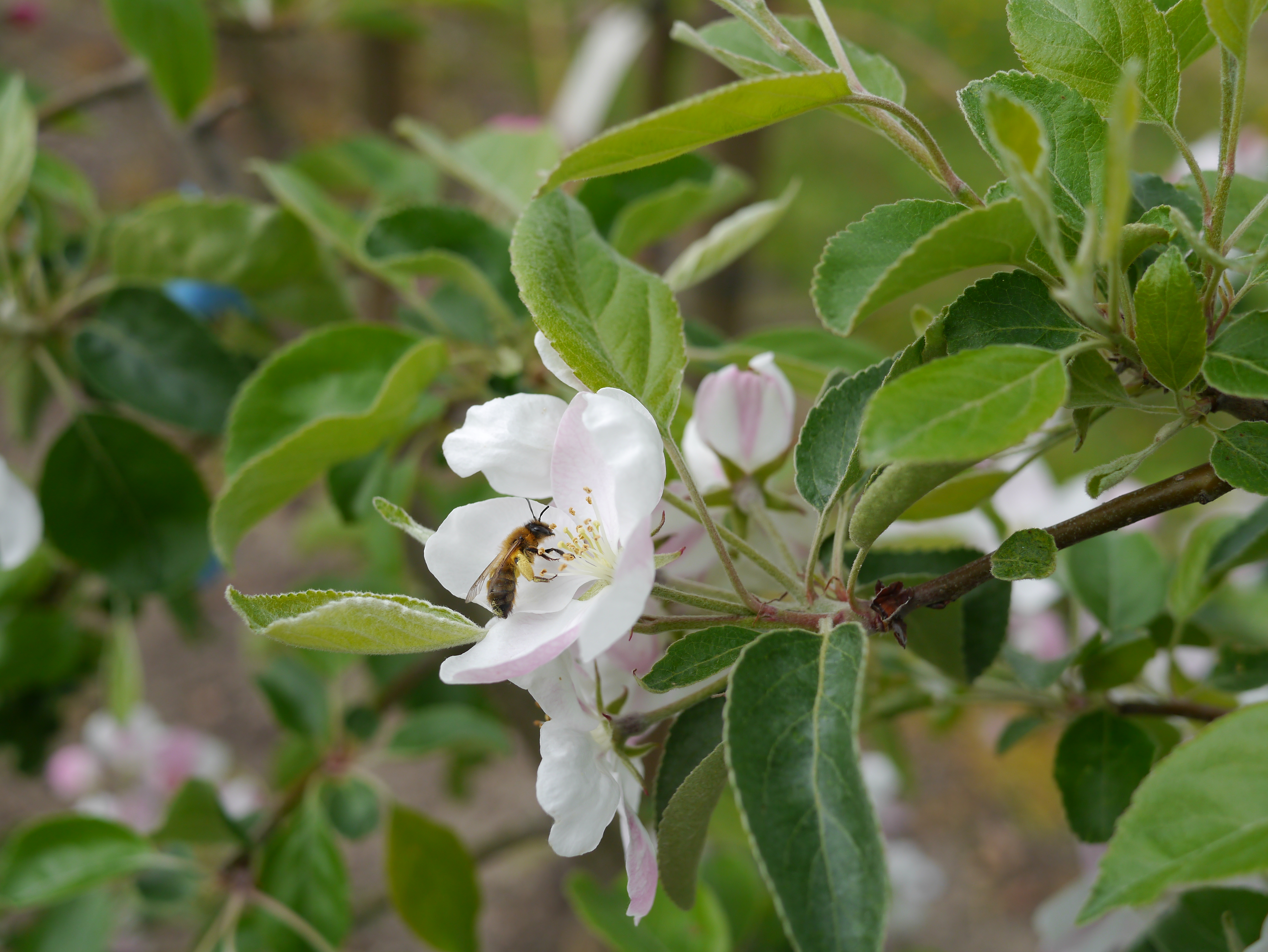Ökosystem Obstanlage: Wildbiene bestäubt Apfelblüte © A. Wensing/JKI
