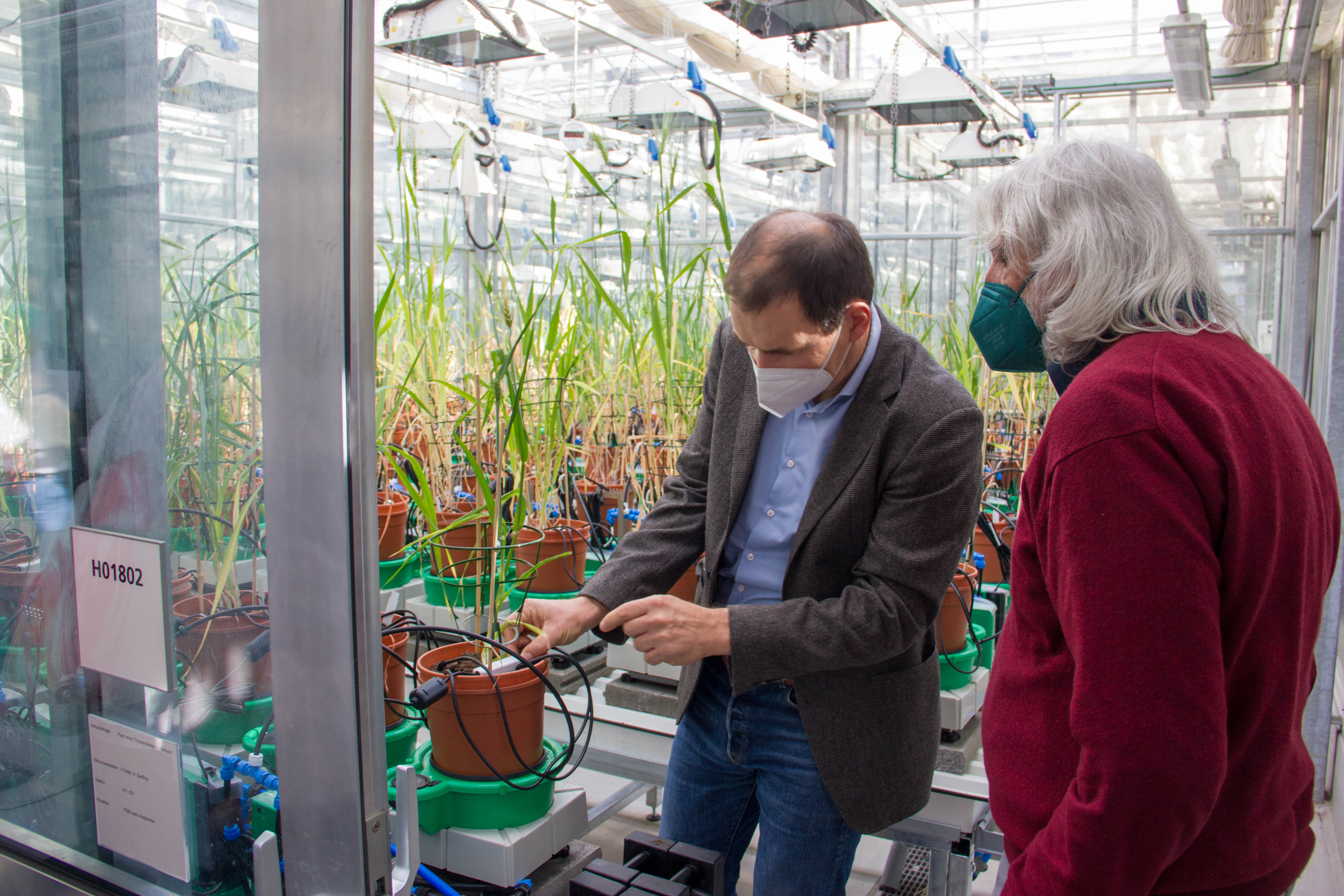 Dr. Albrecht Serfling (links) vom JKI-Institut für Resistenzforschung und Stresstoleranz erklärt Besuchern des Crop Trusts das "Plantarray" im Gewächshaus. ©J. Kaufmann/JKI