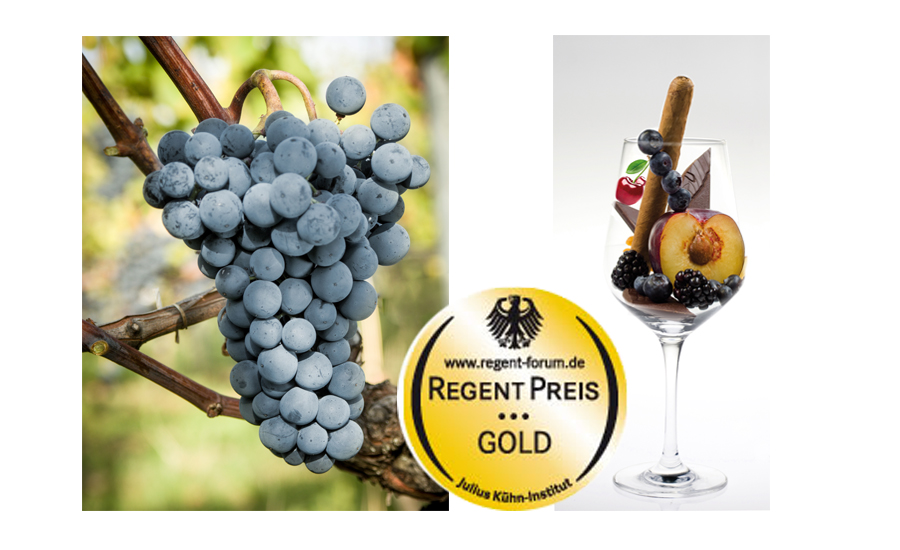 
	Rebsorte Regent: Rebe, Goldmedaille RegentPreis, Oenologisches Potential
