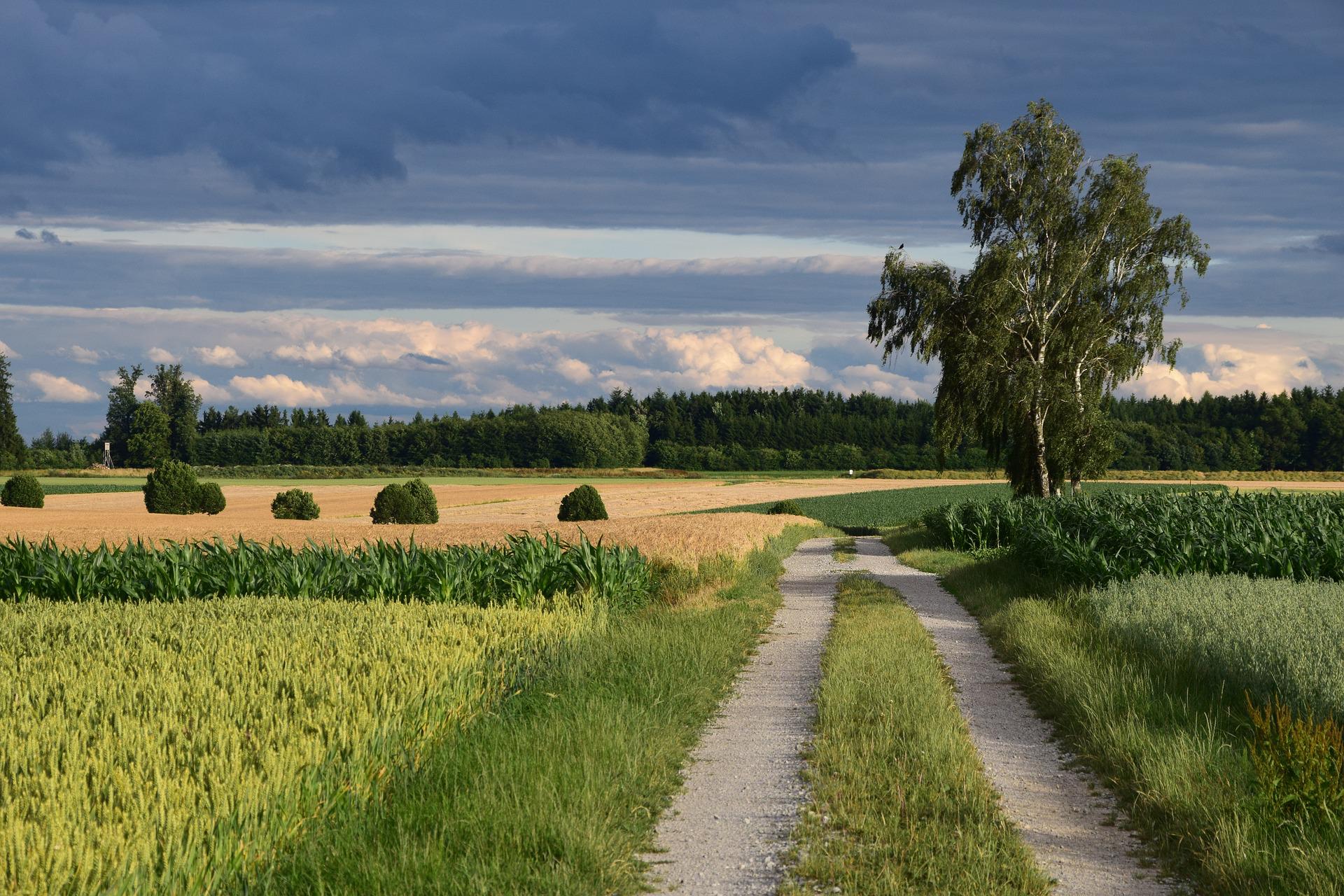 Agrarlandschaft: ein Feldweg führt zwischen reifen Getreidefeldern hindurch, Streifen von Mais sind zu sehen. Am Horizont befindet sich ein Waldsaum. Der Himmel wirkt dunkel, wie vor einem Gewitter.