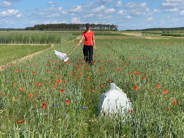 Eine JKI-Mitarbeiterin geht mit einem Kescher über Öko-Weizenversuchsfeld in Dahnsdorf mit bühendem Mohn.