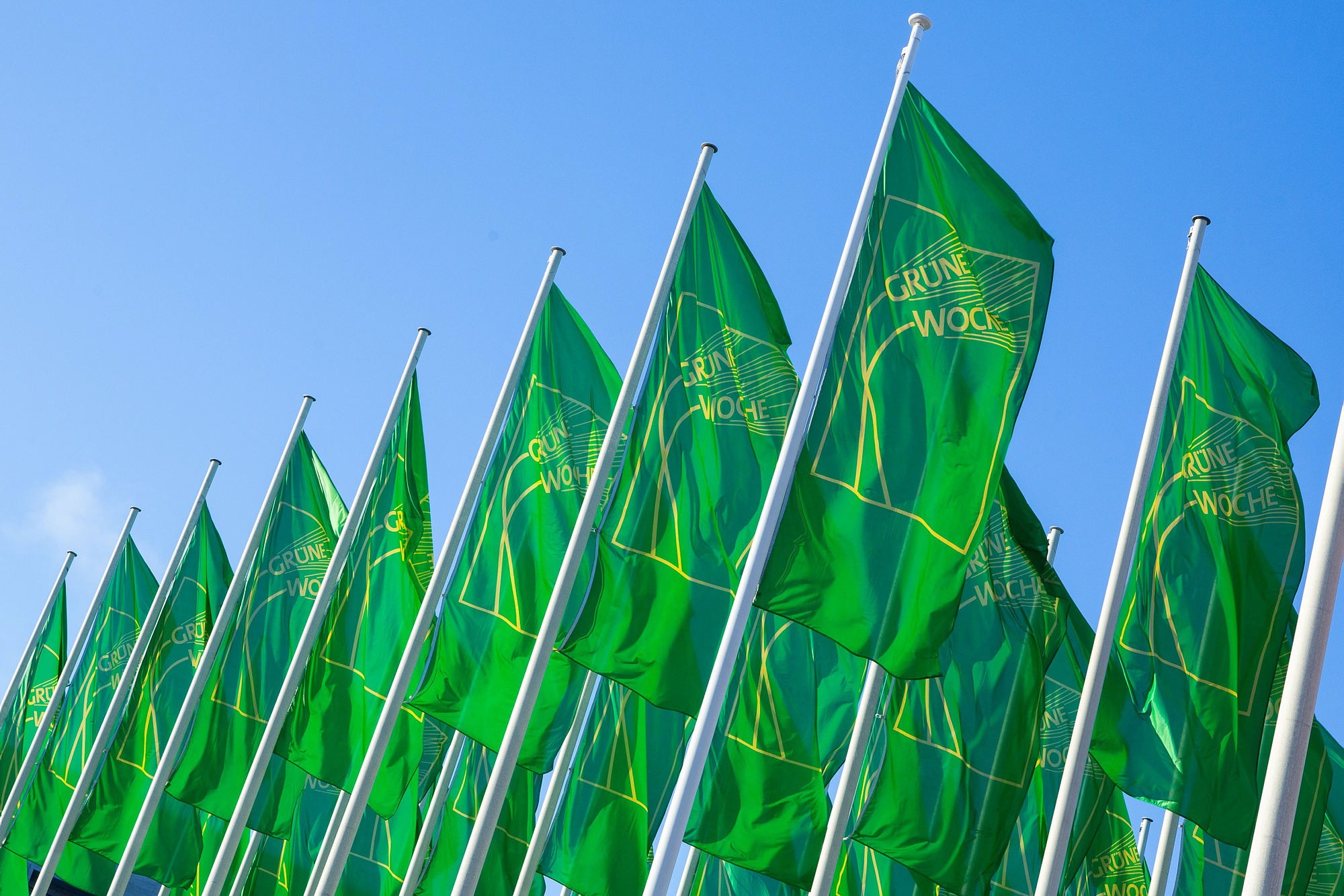 Blick nach oben: Mehrere Grüne Fahnen vor blauem Himmel. Auf den Fahnen ist in gelb das Logo der grünen Woche zu sehen.