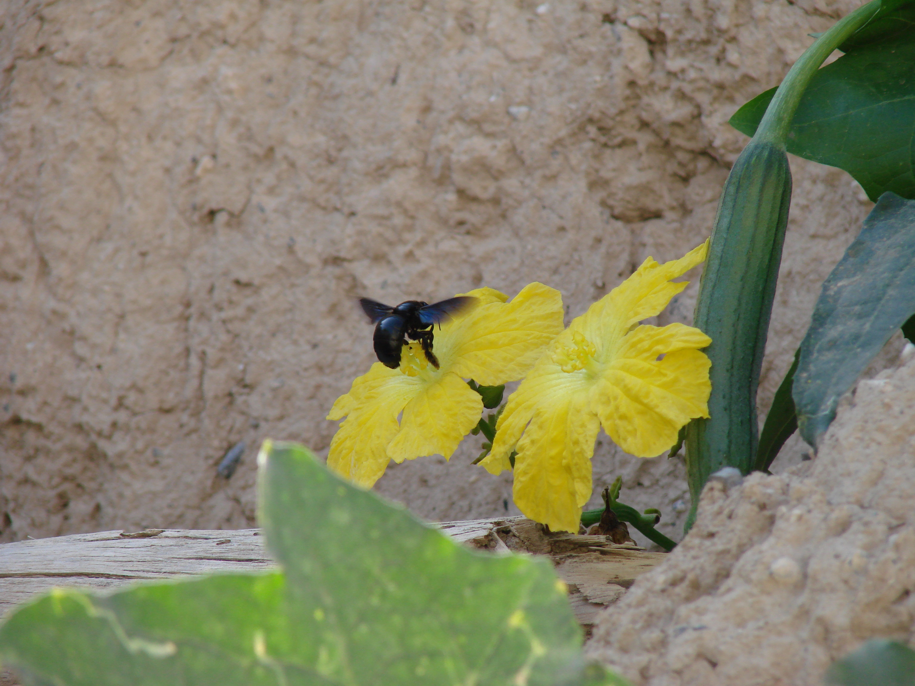 Nahaufnahme: Eine große, schwarz-bläuliche Biene fliegt eine große, gelbe Blüte an. Grüne Ranken und Blätter und eine kleine Gurkenfrucht sind am Bildrand zu sehen. Im Hintergrund: trockene braune Erde.