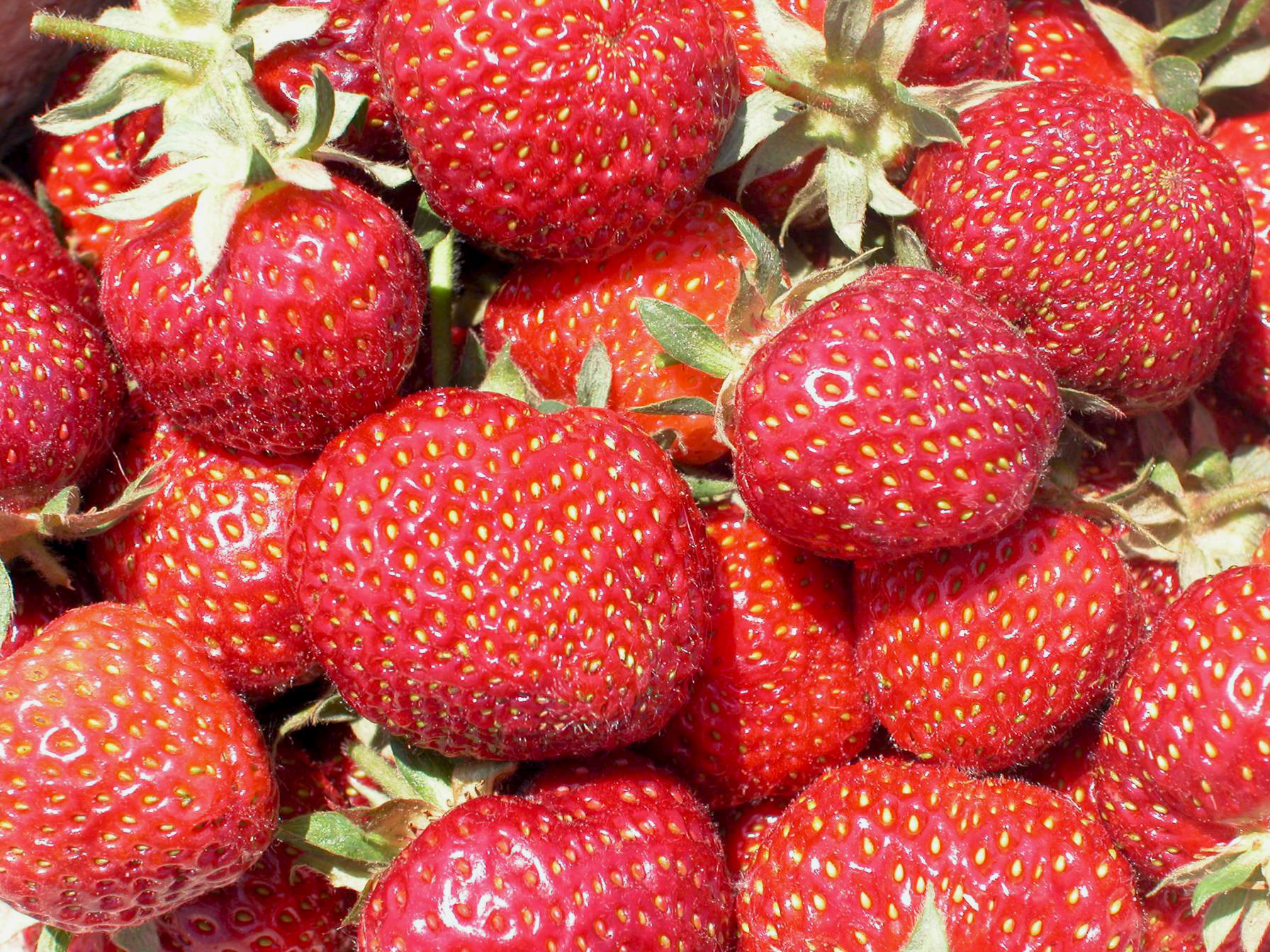 Erdbeersorte Fraroma.
