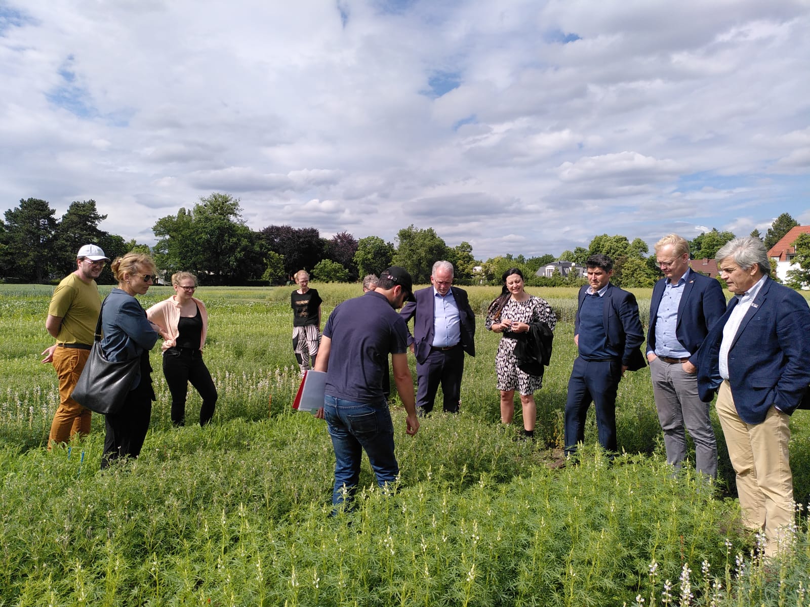 Dr. Amir Hajjarpoor explains his field trial on lupine. On the right in the picture: INIA President José Bonica