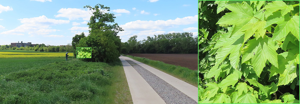 Abb. 3. Hecken sind wichtige Landschaftselemente, sie bieten für die Bienen nicht nur Futter, sondern auch Nistmöglichkeiten und Blattflächen zum Aufwärmen und Ruhen (hier an einem Feldahorn, Acer campestre), was sich im kühleren Frühjahr auch positiv auf die Bestäubungsaktivität der Bienen auswirken kann. © Institut für Bienenschutz/JKI