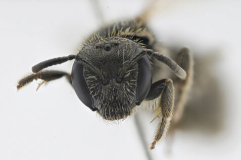 Die Kopfansicht eines Weibchens der Wildbienenart Lasioglossum puncticolle, zu Deutsch Runzelwangige Schmalbiene, entstand aus Stacking-Fotos des präparierten Insektes. © J. Deierling/JKI