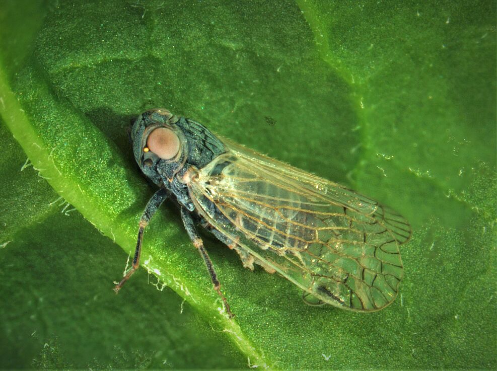 Die heimische Schilf-Glasflügelzikade Pentastiridius leporinus überträgt die Bakterien-Krankheit der Zuckerrübe, das Syndrome Basse Richesse © Rostas/Uni Göttingen