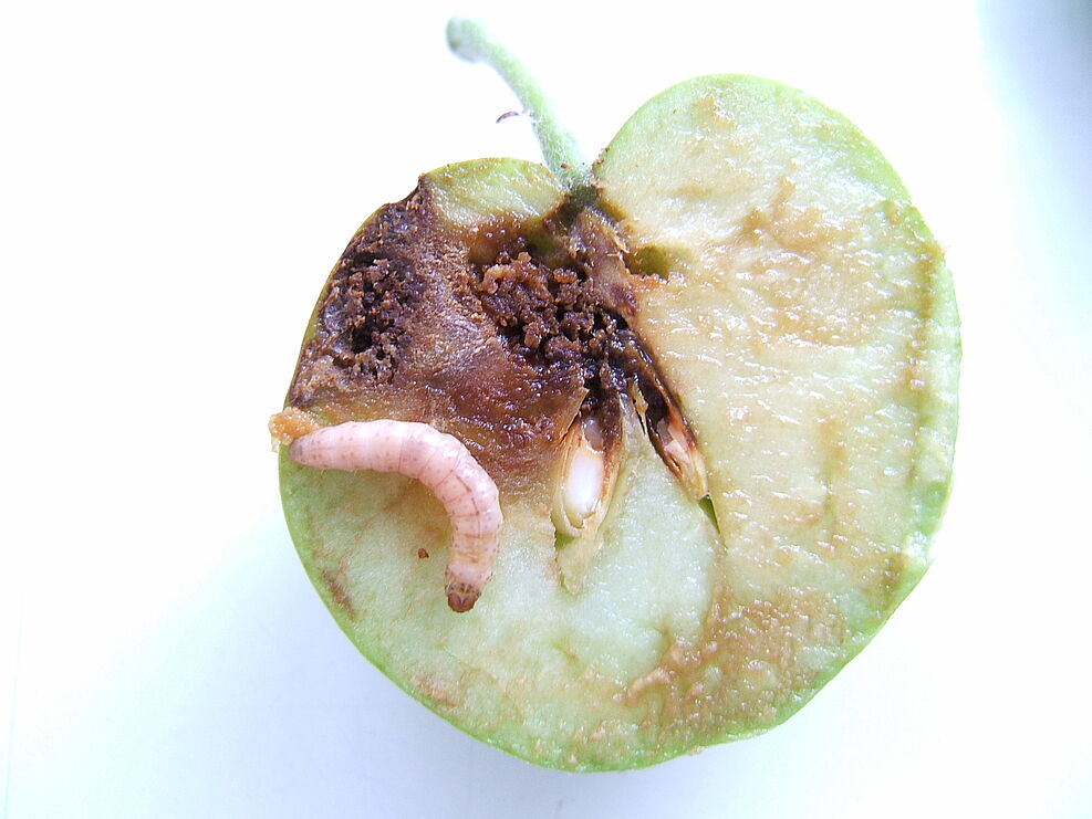 
	Eine mit CpGV infizierte Larve des  Apfelwicklers in einem geschädigten Apfel. ©Johannes Jehle/JKI
