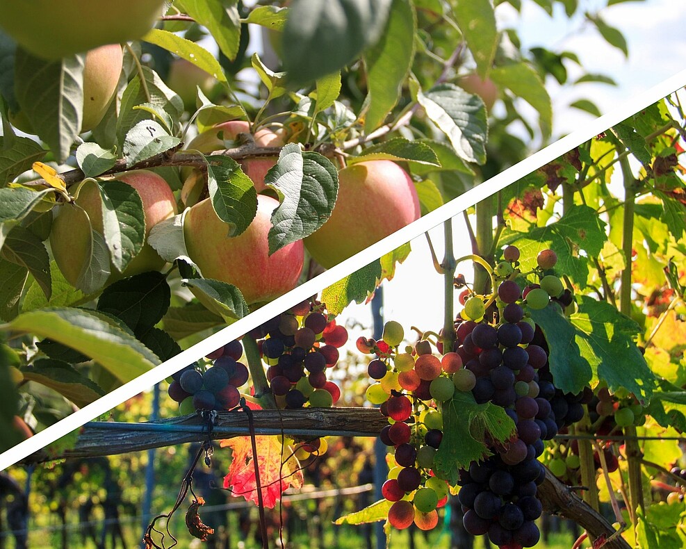 Der Klimawandel stellt Obst- und Weinbau vor große Herausforderungen.