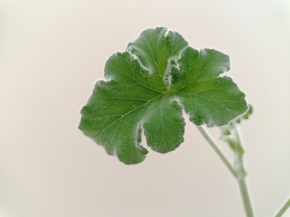
	Perlargonienwildart P. tomentosum mit behaarten Blättern. © S. Plaschil/JKI
