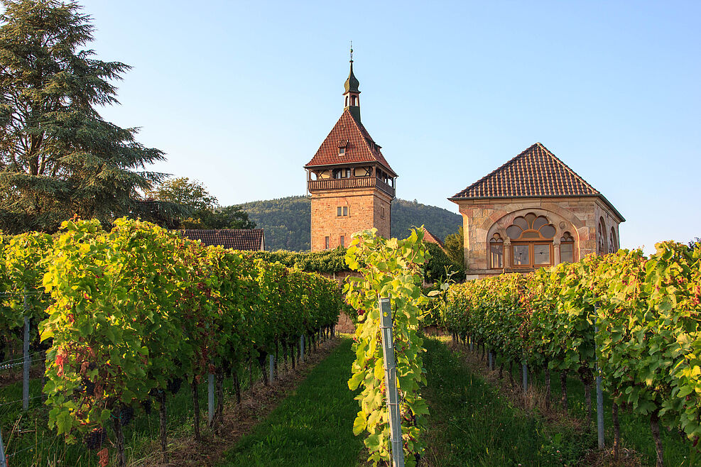 Die Rebenzüchtung des JKI ist am Traditions-Standort Geilweilerhof in Siebeldingen in der Pfalz angesiedelt. © Kaufmann/JKI