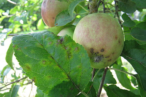 Symptoms of Apple Scab on fruit. (© Institut OW/JKI)