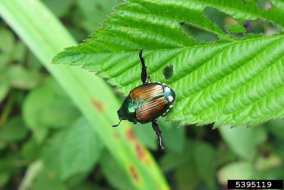 Charakteristisches Alarmverhalten ist das abspreizen eines Beinpaares beim Japankäfer (Popillia japonica) © S. Joseph (UGA)/Bugwood.org