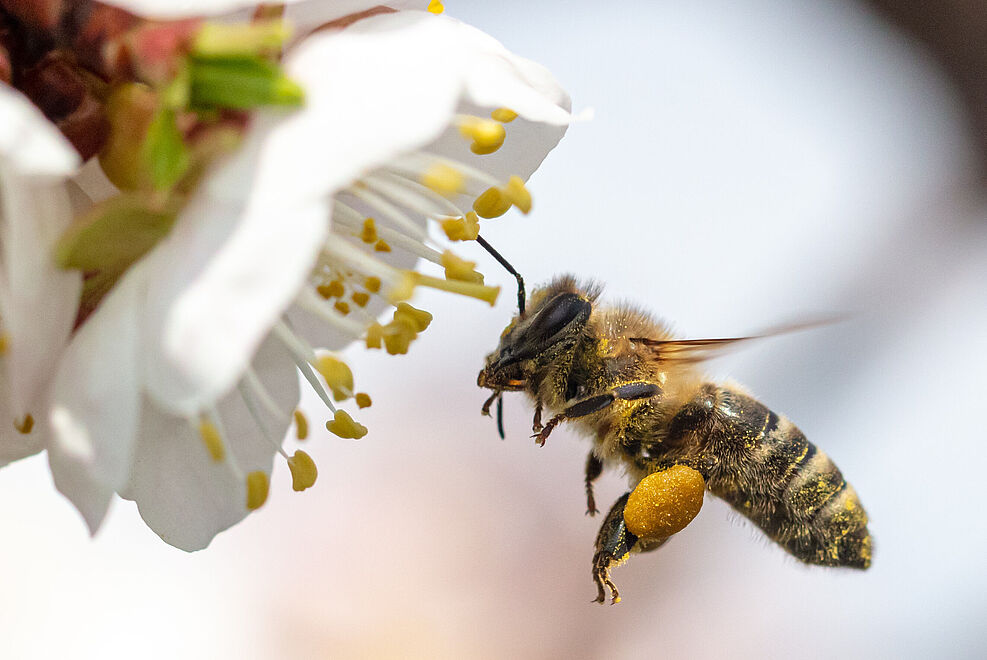 
	Biene fliegt auf Apfelblüte zu. © AdobeStock_321224712_schankz
