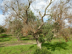 Symptome von Xylella fastidiosa an einem Olivenbaum. Das Bakterium blockiert die Wasserzufuhr der Pflanze.