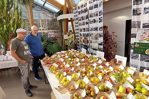 (© H. Flachowsky, JKI) Letzte Inspektion vor der Eröffnung. Michél Simon-Najasek (links) von der Regionalgruppe Saale-Unstrut des VEN (Verein zur Erhaltung der Nutzpflanzenvielfalt e.V.) und dem Pomologen-Verein e.V. und Dr. Andreas Peil (JKI, rechts) prüfen noch einmal die Ausstellung regionaler Apfel- und Birnensorten.