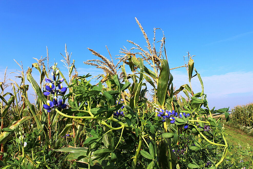 
	Gemischter Anbau von blau blühenden Anden-Lupinen mit Mais. ©S. Roux/JKI
