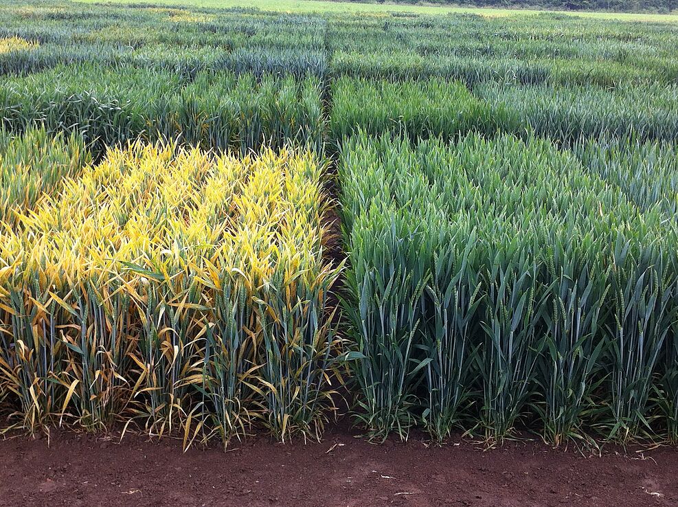 
	Winterweizen-Versuch BRIWECS: Gelbrost-anfällige Sorte Oakley (links), weitgehend Gelbrost-resistente Sorte Gordian (rechts). ©Holger Zetzsche/JKI
