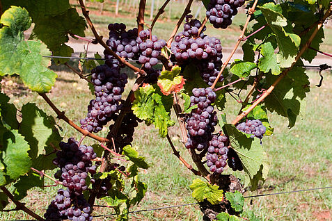 Bild: Rebstock mit Trauben der Rebsorte 'Riesling Rot' (Franco Röckel/JKI) Bild: Rebstock mit Trauben der Rebsorte 'Riesling Rot' (Franco Röckel/JKI)