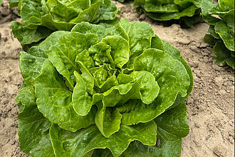 In dem JKI-Projekt Resist wird Kopfsalat mit diversen endophytischen Isolaten (bakteriellen Endophyten) behandelt. Es wird geprüft ob dadurch zusätzlich zur Resistenz auch die Wachstumsparameter (zB Wassernutzung) verbessert werden. © JKI