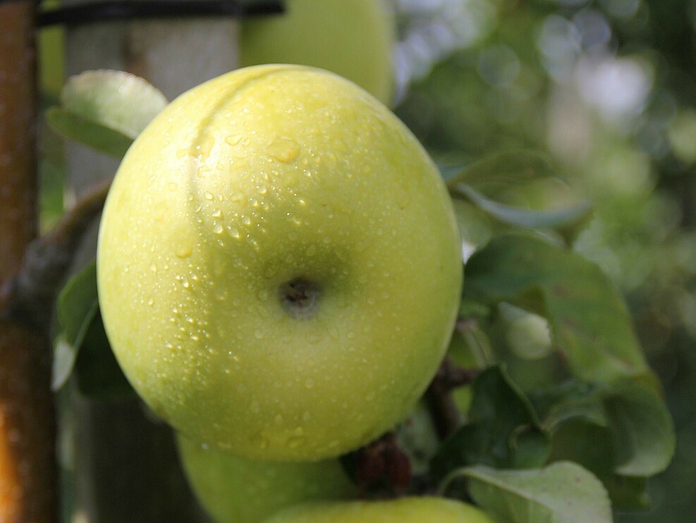 Zwei von Wassertropfen bedeckte grün-gelbe Äpfel der Sorte Pia41 hängen an einem Ast.