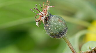 Apple set with aphid infestation