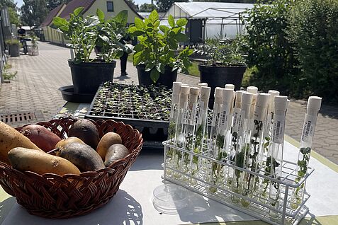 Der Standort Groß Lüsewitz blickt auf eine lange Tradition zur kartoffelzüchtung zurück. In Wildarten schlummern wichtige Gene für Krankheitsresistenz- und Toleranzeigenschaften. In der IPK-Genbank werden sie erhalten. © S. Barnert/JKI