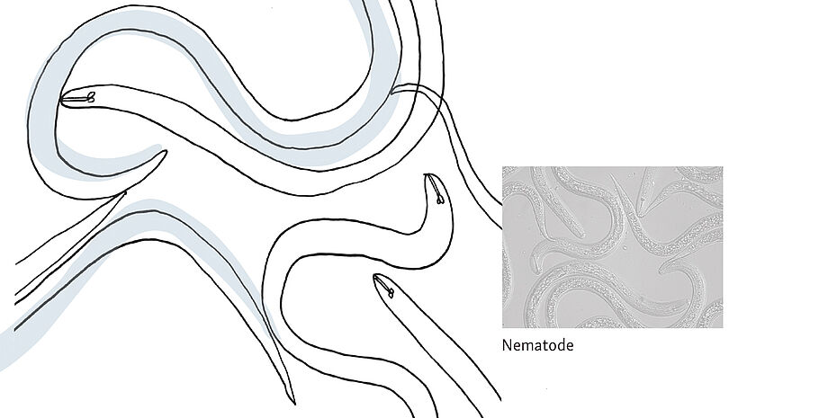 © Dörte Wähner, info@doma.de | Nematode © Dörte Wähner, info@doma.de | Nematode