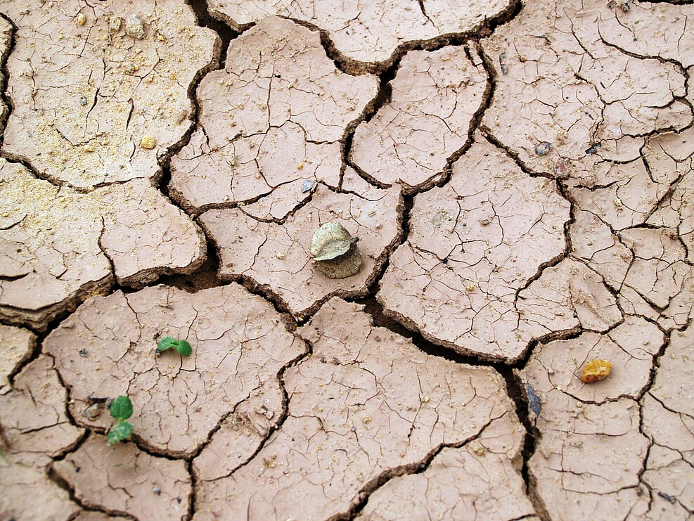 Schmuckbild Hitze-Trockenstress/Motive symbolizing heat and drought-stress ©icon0.com/www.pexels.com