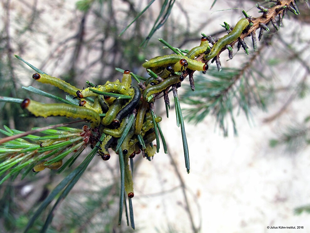 Gefräßige Afterraupen der Kiefernbuschhornblattwespe (Diprion pini) an einem Kiefernzweig. © Nadine Bräsicke/JKI
