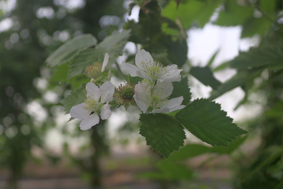 
	Da bei manchen Beerenarten wie Brombeeren Blüten und Früchte parallel an der Pflanze sind, müssen in den eingenetzten Kulturen Bestäuber eingesetzt werden. ©Bianca Boehnke/JKI
