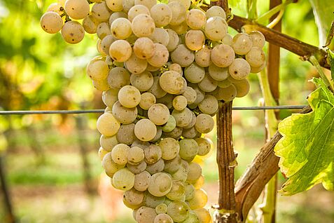 Eine Traube mit prallen Weinbeeren der weißen Rebsorte Calardis Musqué hängt an einem Rebstock. Die Sorte ist resistent gegen verschiedene Pilzkrankheiten und reduziert dadurch den Einsatz von Pflanzenschutzmitteln im Weinbau.