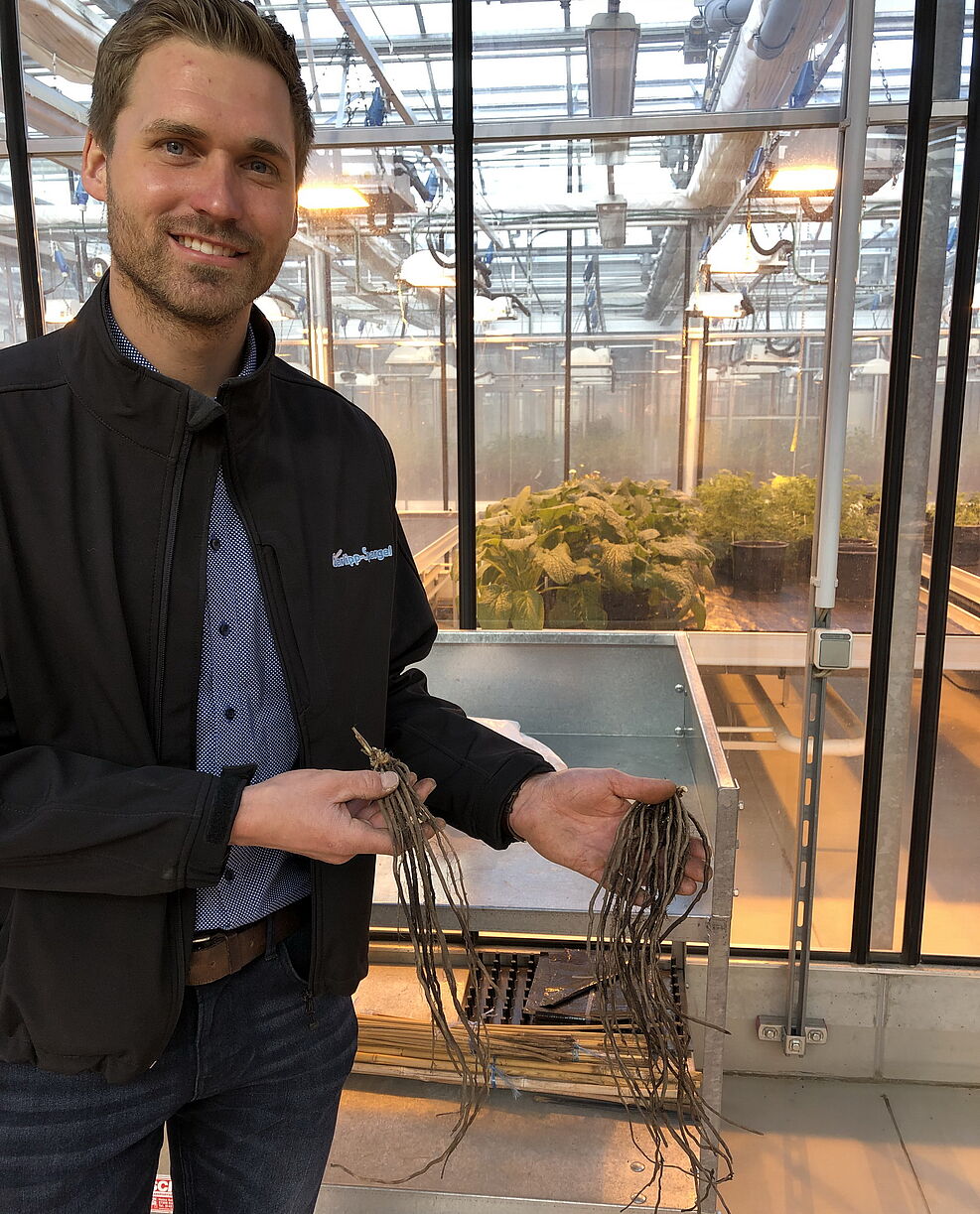 Arne Garlipp, Junior-Chef des Spargelanbauers, zeigt Spargelrhizome, rechts die gesunde Variante mit viel Speicherplatz © S. Hahn/JKI