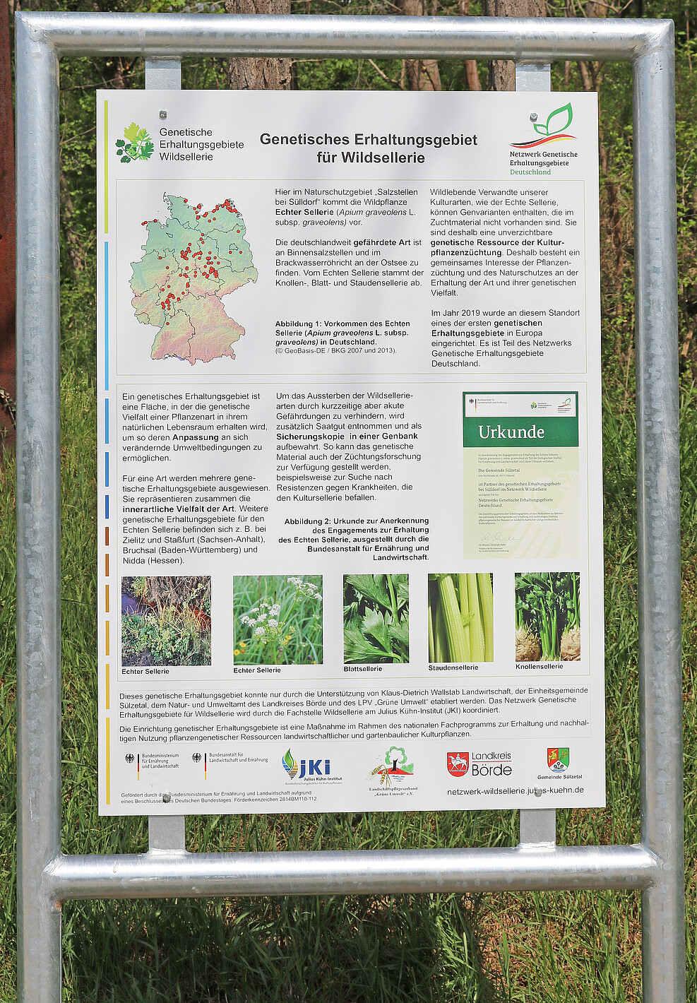 Eine von zwei identischen Schautafeln informiert seit Mai 2021 über das Erhaltungsgebiet des Echten Sellerie in Sülldorf. © M. Bönisch/JKI