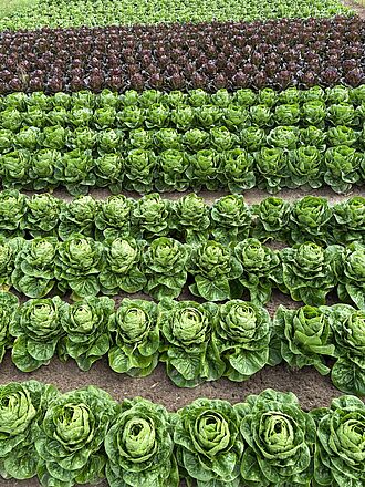 Kopfsalat reagiert empfindlich auf Trockenheit und Schnecken sind im Freiland die größten Feinde. © U. Vogler/JKI
