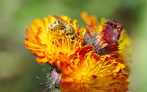 Nahaufnahme: Wildbienen sitzt auf gelboranger Blüte.