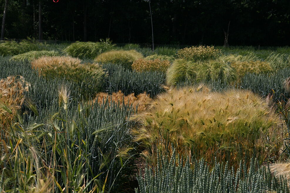
	Sichtbare Vielfalt der bundeszentralen Ex-situ-Genbank. ©IPK Gatersleben
