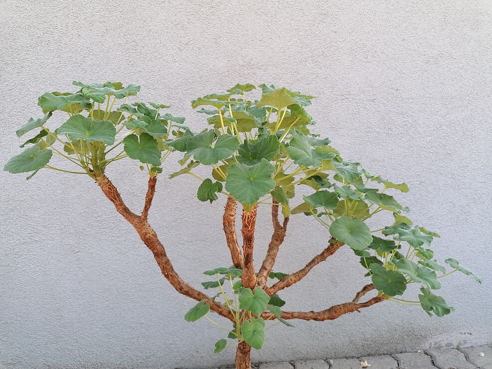 Pelargonium cotyledonis, ein Kleinstrauch mit rauhen sukkulenten Trieben. © S. Plaschil/JKI