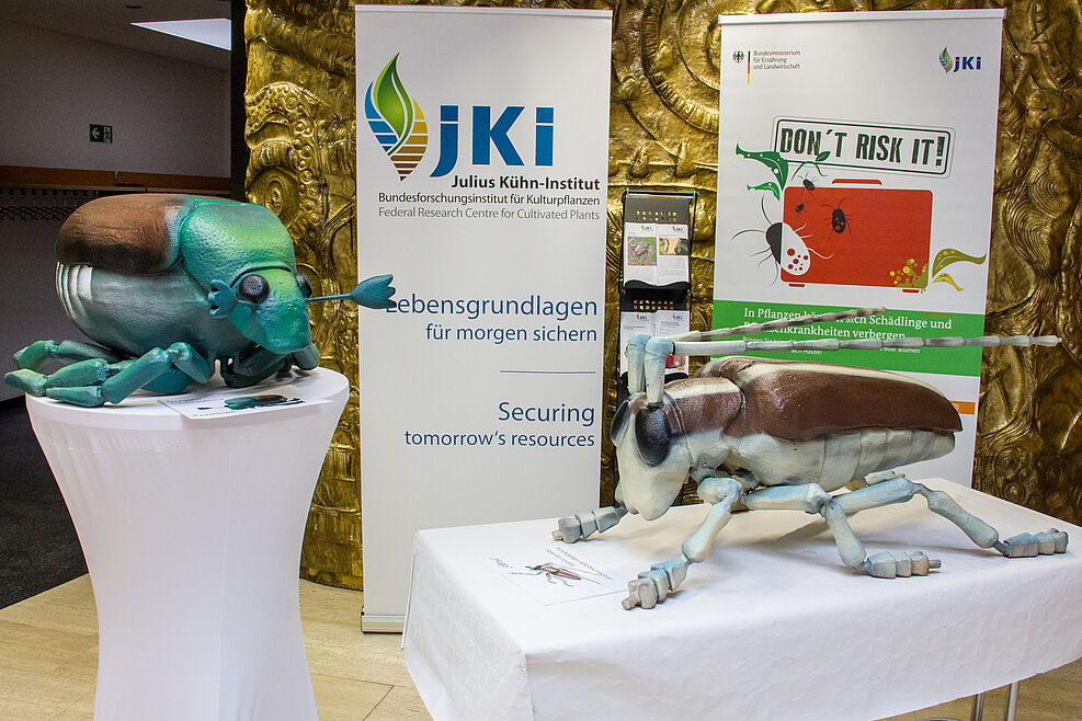 Modelle der Quarantäneschadorganismen Japankäfer Popillia japonica (links) und Rundköpfiger Apfelbaumbohrer Saperda candida im Foyer des JKI in Braunschweig. ©Johannes Kaufmann/JKI