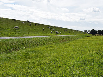 Eine typische Grünlandfläche in Niedersachsen, die zur Region Nord-West im Modell- und Demonstrationsvorhaben Glaktiv gehört. © G. Lange/LWK Nds