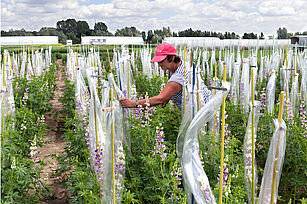 Ein Frau steht auf einem Feld mit weiß-lila blühender Lupine. Teile der Blüten sind eingetütet. Die Frau betrachtet diese prüfend.