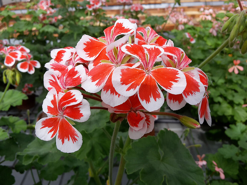 Pelargonium × hortorum ’Mr. Wren‘ (photo: S. Plaschil/JKI)