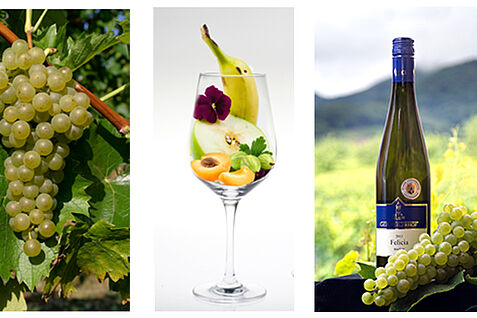 Collage Felicia Traube, Aromaprofil und Weinflasche Traube der Rebsorte Felicia, eine pilzwiderstandsfähige Neuzüchtung des JKI Geilweilerhof © ZR/JKI; Wein aus Piwi-Rebsorte Felicia, einer JKI-Neuzüchtung © ZR/JKI; Glas symbolisiert Aromanuancen von Weinen der Rebsorte Felicia, eine Piwi-Rebsorte aus dem J