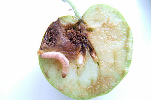 Pale larvae sits on a half -cut apple with rotten, brown patches on its cutting face