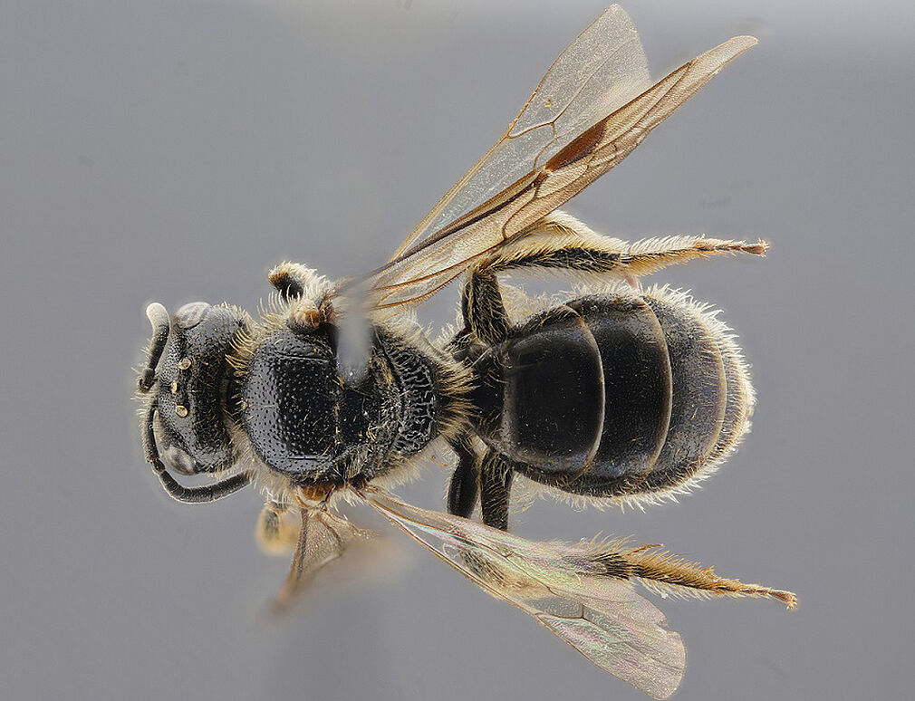 Die Runzelwangige Schmalbiene, Lasioglossum puncticolle genannt, ist eine von drei Wildbienenarten, die neu in Niedersachsen vorkommen und für die das JKI den Erstnachweis erbracht hat. © J. Deierling/JKI