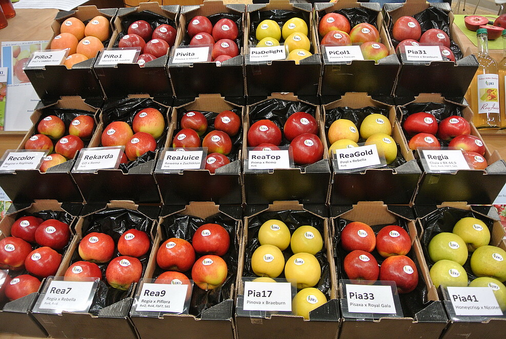 a range of apples presented in 3 lines of 6 boxes each