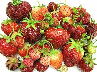 Strawberry varieties of different colours and sizes