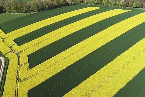Luftaufnahme von einer Versuchsfläche, auf der sich breite Streifen von gelbem Raps und grünem Weizen abwechseln.